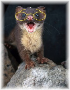 Weasel 2 glasses