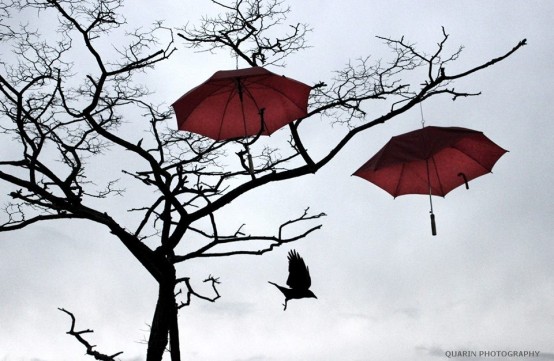 crow and umbrellas