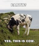 Earth meetcow