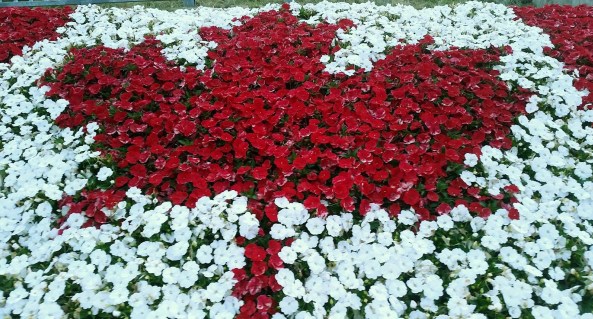 Canada maple leaf flowers